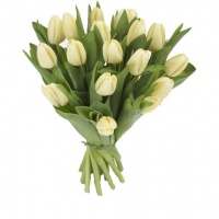 Witte tulpen