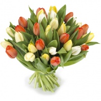 Tulpen in de mix