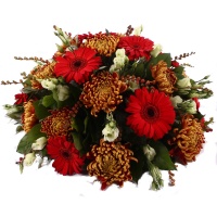 Rouwbiedermeier herfst chrysant