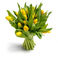 Tulpen in het geel
